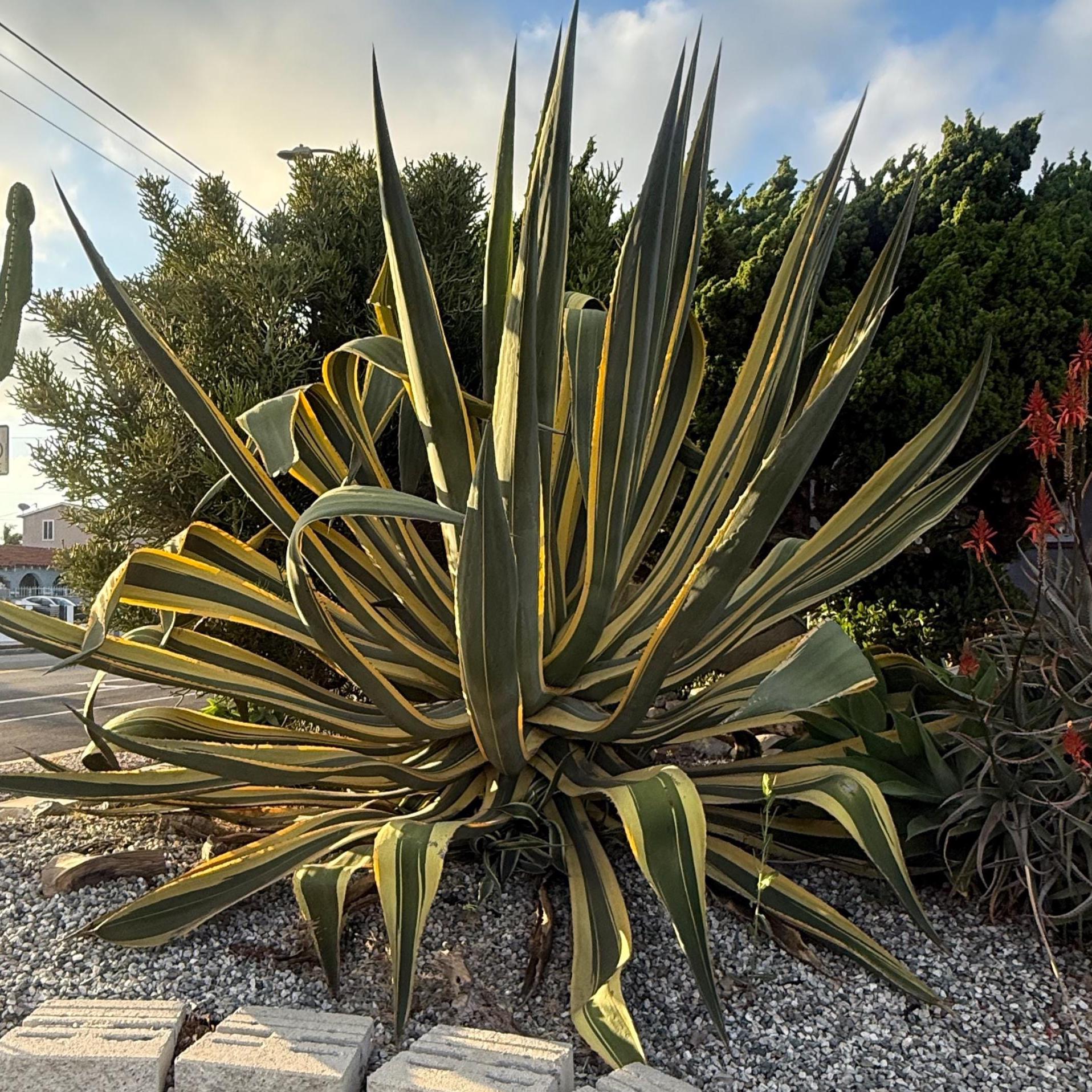 Agave Americana Variegata | Variegated Century Plant | Gold Edge ...