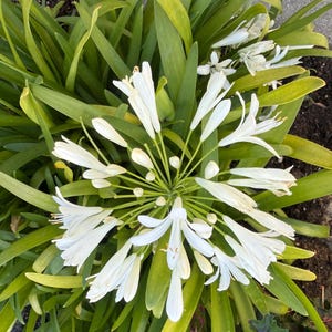 May include: A top-down view of a cluster of white Agapanthus flowers with long, slender petals. The flowers are surrounded by long, green leaves. The image is taken outdoors in natural light, showcasing the plant's natural beauty.