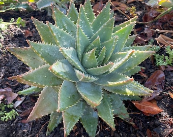 Aloe brevifolia Crocodile Plant – Short-Leaved Aloe, Drought-Tolerant Succulent for Rock Gardens & Containers