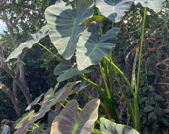 May include: A lush, outdoor scene featuring large, heart-shaped leaves of a colocasia plant. The leaves display a gradient of colors, from deep green to a purplish-brown, with prominent veins. The plant's stems are a vibrant green, and the background includes other greenery and a tree.