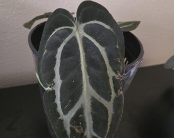 Anthurium Forgetii X Carlablackiae - Exact Plant in Video! - Etsy