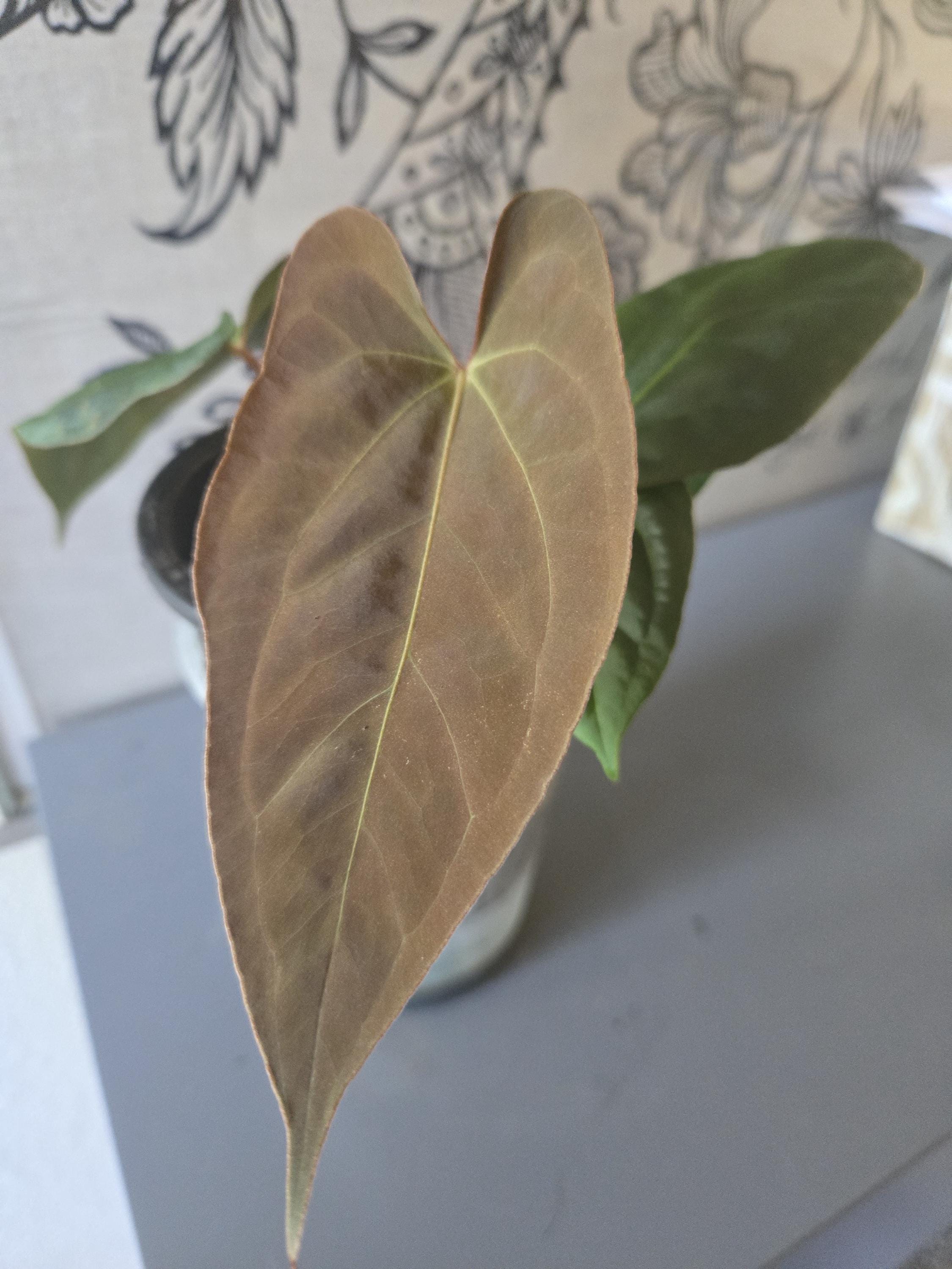 オベマン papi rlfs Anthurium (blue Pap X FS) X RLFS - Etsy