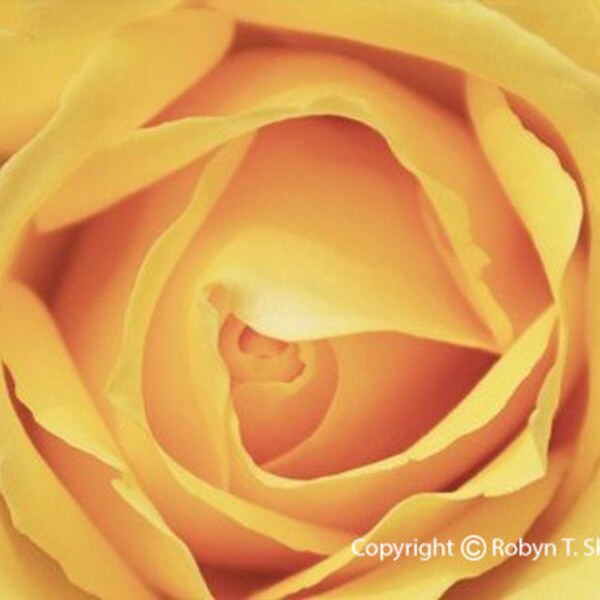 Gelbe Rose - 5 x 7-Fotografie-Notiz-Karte