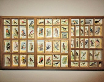 Useful Birds of America in Slotted Printer Drawer Assemblage
