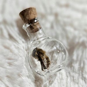 May include: A small glass bottle with a cork stopper containing a preserved bumblebee. The bottle is clear and round with a slight bulge at the bottom.