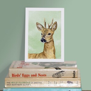Small Art Print Roe Deer A6 size 4 x 5.75 10.5 x 14.8cm Scottish wildlife from original illustrations. Ideal gift for nature lovers image 3
