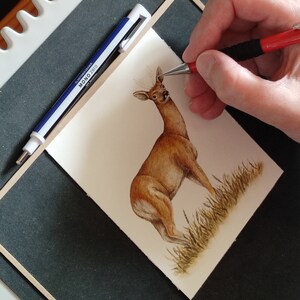 Image of Gillian McMurray adding antlers to a watercolour painting of a roe deer.