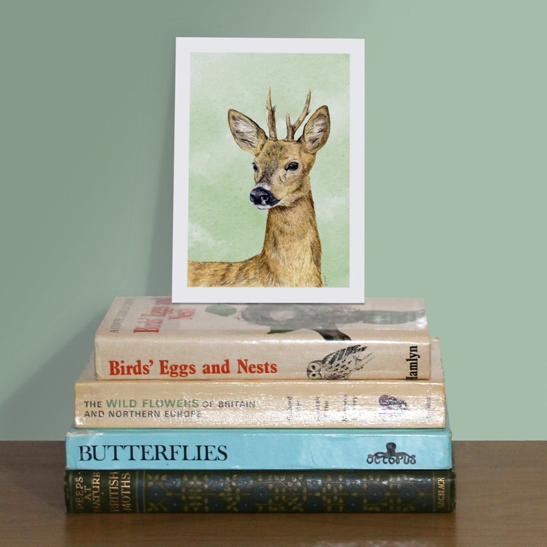 Small Art Print Roe Deer A6 size 4 x 5.75 10.5 x 14.8cm Scottish wildlife from original illustrations. Ideal gift for nature lovers image 3