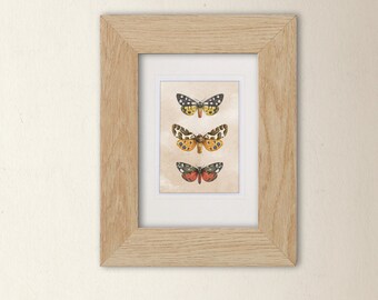 Small Art Print - Tiger Moths - A6 size 4 x 5.75" (10.5x14.8cm) Scottish wildlife illustration from original art. Ideal gift for moth lovers