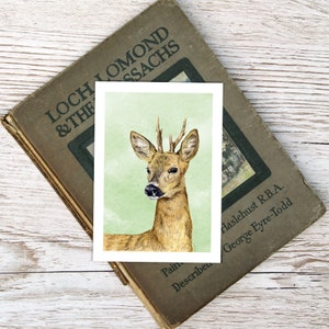 Small Art Print Roe Deer A6 size 4 x 5.75 10.5 x 14.8cm Scottish wildlife from original illustrations. Ideal gift for nature lovers image 5
