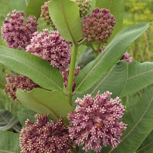 Common Milkweed Seeds