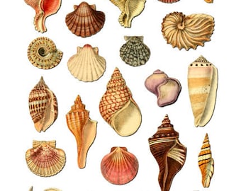 Sea Shells Digital Collage Sheet no256