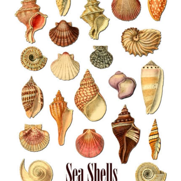 Sea Shells Digital Collage Sheet no256