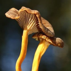 Può includere: Due funghi marroni con gambi gialli. I funghi stanno crescendo vicini.