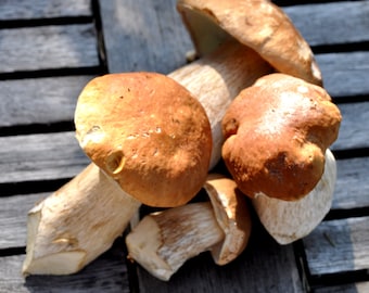 Setas Bolete secas - Porcini - Calidad premium
