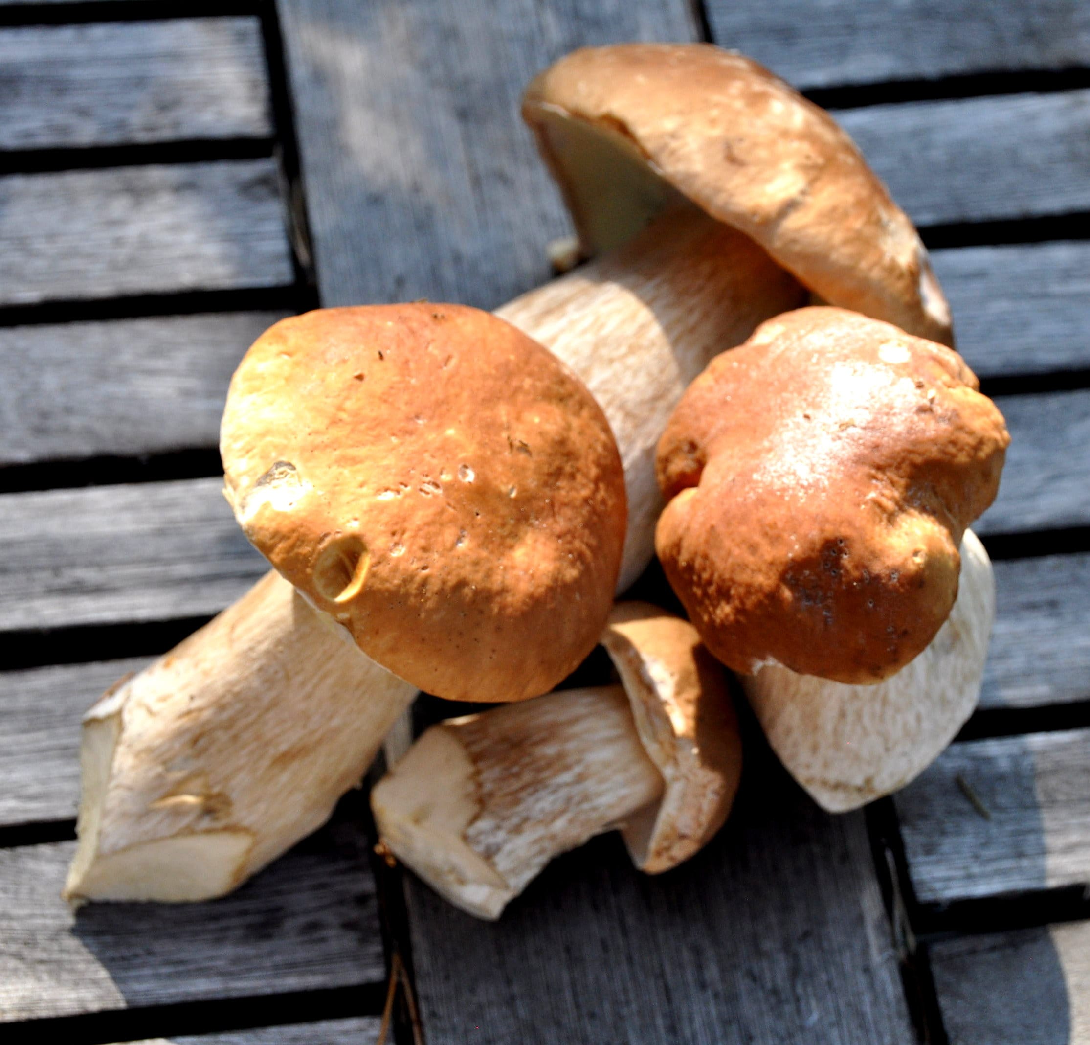 Dried Bolete Mushrooms Porcini Premium Quality Etsy Ireland