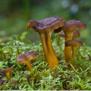 Dried chanterelle mushrooms New harvest Yellowfoot Cantharellus tubaeformis. image 2