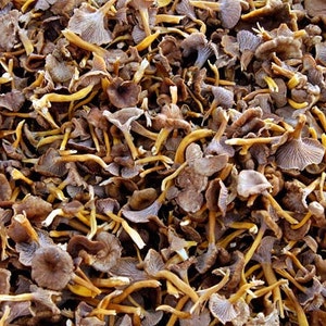 Dried chanterelle mushrooms New harvest Yellowfoot Cantharellus tubaeformis. image 3