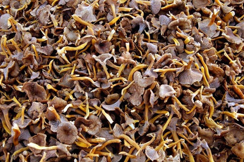 Dried chanterelle mushrooms New harvest Yellowfoot Cantharellus tubaeformis. image 3