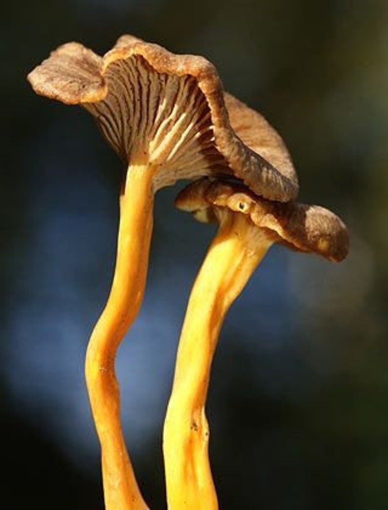 Dried chanterelle mushrooms New harvest Yellowfoot Cantharellus tubaeformis. image 1