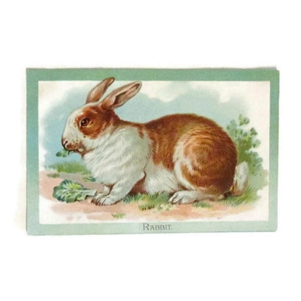 Tuck's postcard - Educational Series - Domestic Animals - Rabbit