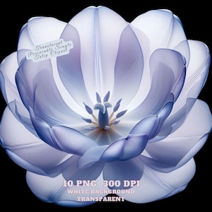 Translucent Periwinkle Tulip Clipart, Watercolor Flower Illustration, Spring Floral Clipart, Transparent PNG, Commercial Use, Art for Crafts