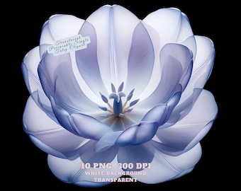 Imágenes prediseñadas de flores, imágenes prediseñadas de tulipanes, imágenes prediseñadas de tulipanes bígaro, ilustración de flores de acuarela, descarga digital, 10 PNG para manualidades, decoración y revistas