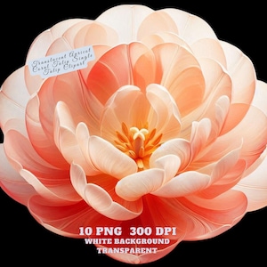 Translucent Apricot Coral Single Tulip Clipart - Watercolor Floral Illustration, Transparent PNG Spring Crafts, Scrapbooking Card Making DIY