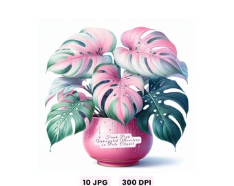 Clipart plante Monstera, Monstera panaché rose frais sur des pots des cliparts, aquarelle plante tropicale en pot Art en téléchargement numérique pour usage Commercial
