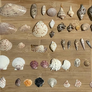 Various Florida Shells