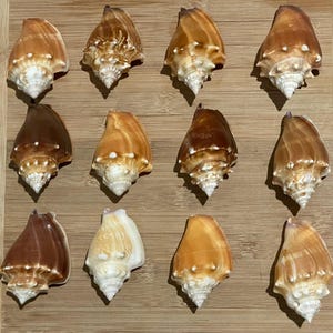 Large Florida Fighting Conch