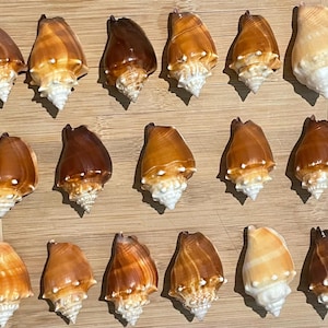 Medium Florida Fighting Conch