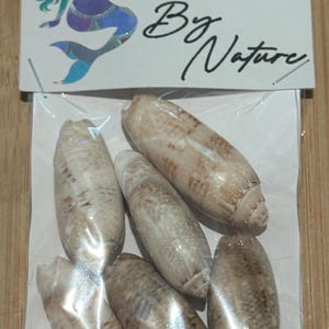 May include: A package of six seashells, each with a tan and brown pattern. The packaging includes a tag with a mermaid graphic and the text "Naughtical By Nature". The shells are in a clear plastic bag.
