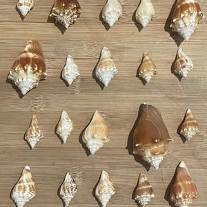 Small Florida Fighting Conch