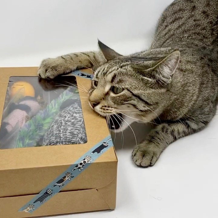 cat gift box