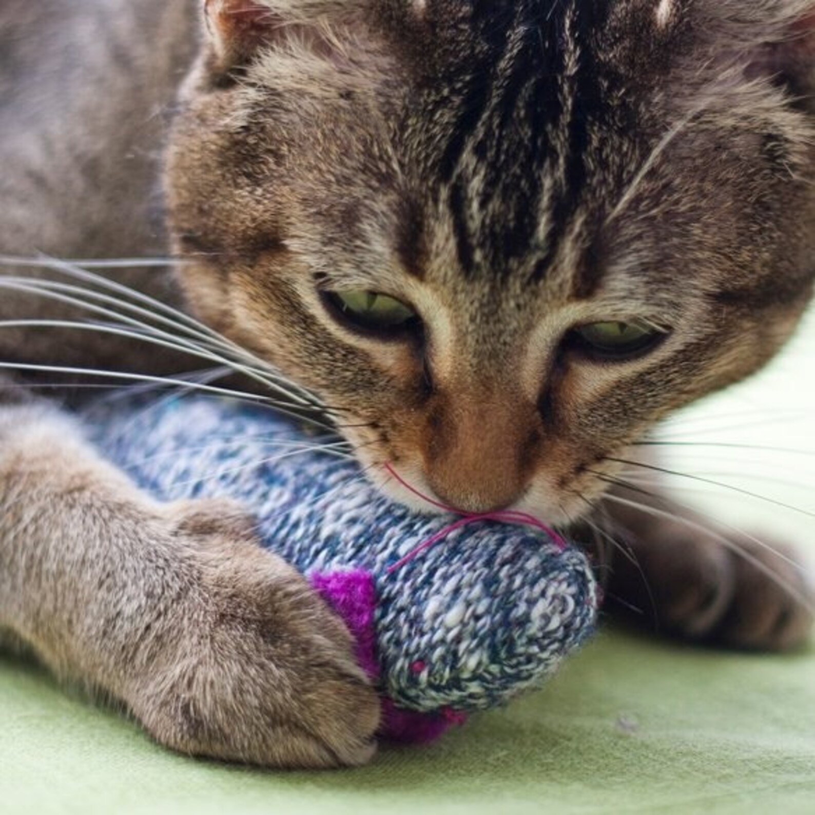 Large Organic Catnip Mouse Toy Perfect for Kicking Marvelous Etsy