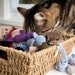see more listings in the Just Cat Toys section