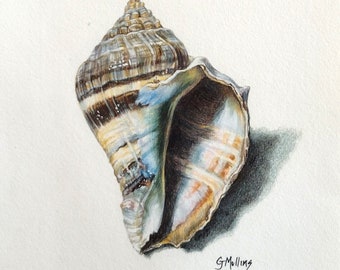 Colored Pencil Seahell Painting Gray Brown and Blue Shell Beach Lover Art Gift Mother's Day Birthday Gift