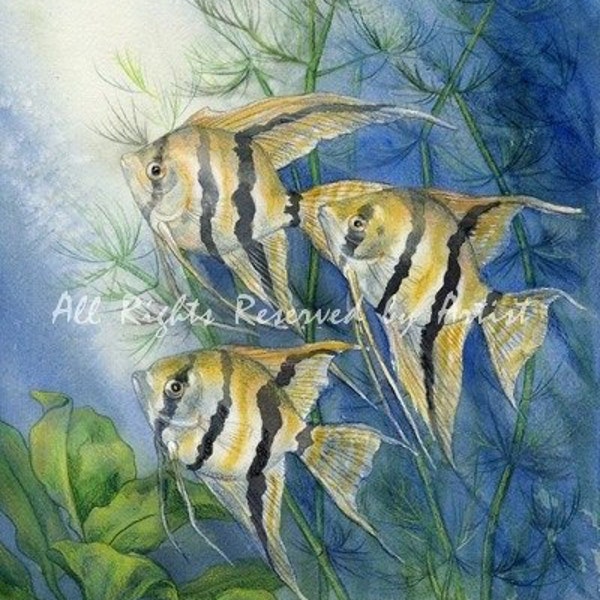 Tropical Striped Angelfish Painting Aquarium Plants Original Watercolor Colored Pencil Art by AllKindsofArt artist Glenda Mullins