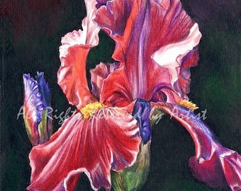 Iris Painting in Moonlight Art Red Pink Colored Pencil Iris Lover Mother's Day Birthday Gift