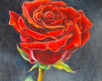 Red Rose Art: Original Colored Pencil, Watercolor Painting (5x7 Unframed)