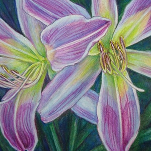 Blue Violet Bitone Daylily Painting Art Colored Pencil Garden Lover Mother&#39;s Day Birthday Gift