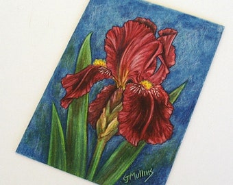 Maroon Iris Colored Pencil Painting: Floral Art, Garden Grower Gift