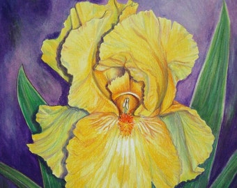 Iris Colored Pencil Painting: Luxor Gold Floral Art, Original Gift