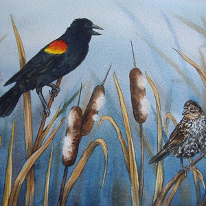 Redwing Blackbirds Couple Painting SongBirds on Cattails Background Original Watercolor Mixed Media by AllKindsofArt Artist Glenda Mullins