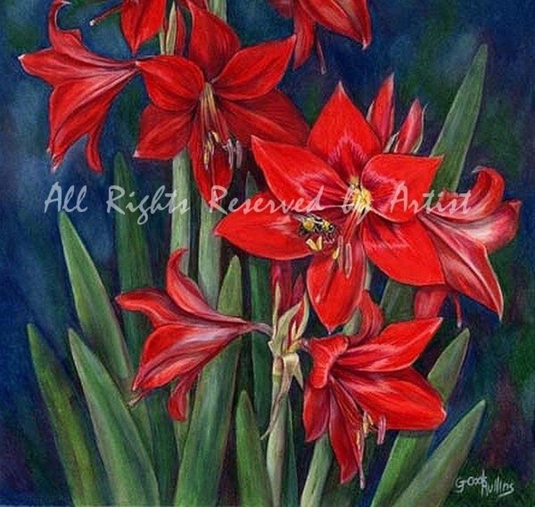 Amaryllis Painting Flower Art Red Amaryllis With Honeybees Etsy amaryllis-painting-flower-art-red-amaryllis-with-honeybees-etsy