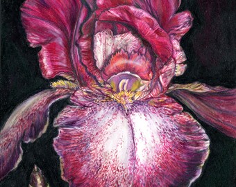 Iris Painting Art Dark Purple Maroon Red Colored Pencil Iris Lover Mother's Day Birthday Gift