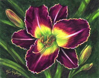 Purple Daylily with Yellow Edging Painting Art Colored Pencil Garden Lover Mother's Day Birthday Gift