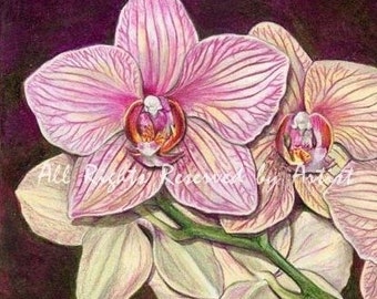 Framed Orchid Canvas Art Print: Phalaenopsis Giclee, Antique Gold Frame