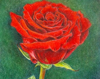 Red Rose Painting: Original Colored Pencil & Watercolor Art, 5x7 Unframed